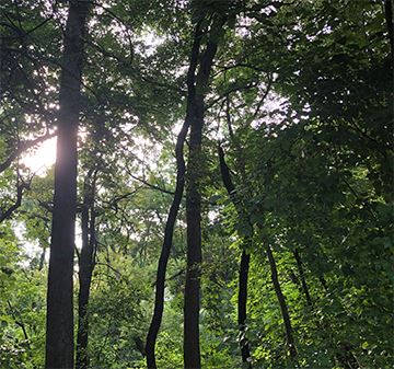 Green trees in Swisher Woods